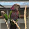 Imperial Amazon Parrots, hand-fed Amazon, tame Imperial Amazon, intelligent exotic parrot, vaccinated Imperial Amazon, domestic parrot shipping, international parrot shipping, The Parrots Exotic Store