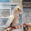 Cockatiel Pearl, hand-fed Cockatiel Pearl, premium pet bird, exotic bird care, vaccinated Cockatiel Pearl, Cockatiel Pearl shipping, safe shipping parrot, international bird delivery, tame Cockatiel Pearl, social parrot companion, Cockatiel Pearl diet, Cockatiel Pearl veterinary care, Cockatiel Pearl adoption, Cockatiel Pearl raising, Cockatiel Pearl hand-feeding, intelligent Cockatiel Pearl, Cockatiel Pearl lifespan, Parrots Exotic Store birds