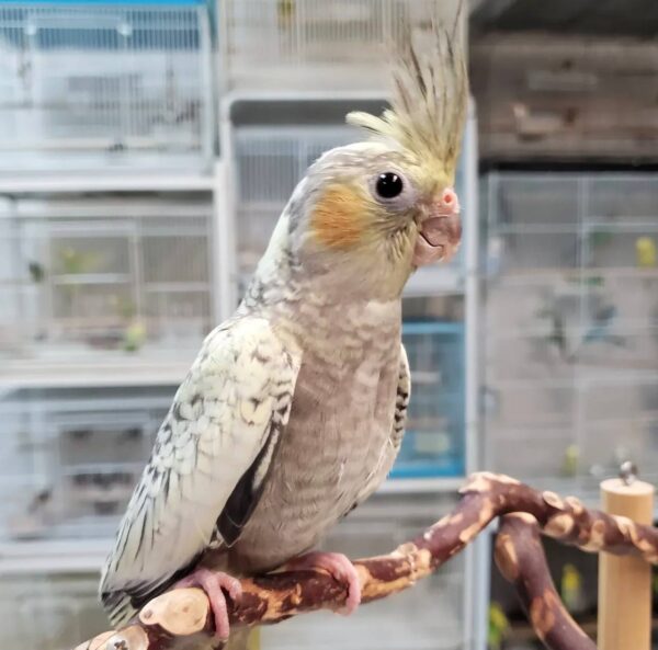 Cockatiel Pearl, hand-fed Cockatiel Pearl, premium pet bird, exotic bird care, vaccinated Cockatiel Pearl, Cockatiel Pearl shipping, safe shipping parrot, international bird delivery, tame Cockatiel Pearl, social parrot companion, Cockatiel Pearl diet, Cockatiel Pearl veterinary care, Cockatiel Pearl adoption, Cockatiel Pearl raising, Cockatiel Pearl hand-feeding, intelligent Cockatiel Pearl, Cockatiel Pearl lifespan, Parrots Exotic Store birds