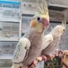 Cockatiel Pearl, hand-fed Cockatiel Pearl, premium pet bird, exotic bird care, vaccinated Cockatiel Pearl, Cockatiel Pearl shipping, safe shipping parrot, international bird delivery, tame Cockatiel Pearl, social parrot companion, Cockatiel Pearl diet, Cockatiel Pearl veterinary care, Cockatiel Pearl adoption, Cockatiel Pearl raising, Cockatiel Pearl hand-feeding, intelligent Cockatiel Pearl, Cockatiel Pearl lifespan, Parrots Exotic Store birds