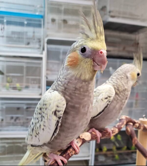 Cockatiel Pearl, hand-fed Cockatiel Pearl, premium pet bird, exotic bird care, vaccinated Cockatiel Pearl, Cockatiel Pearl shipping, safe shipping parrot, international bird delivery, tame Cockatiel Pearl, social parrot companion, Cockatiel Pearl diet, Cockatiel Pearl veterinary care, Cockatiel Pearl adoption, Cockatiel Pearl raising, Cockatiel Pearl hand-feeding, intelligent Cockatiel Pearl, Cockatiel Pearl lifespan, Parrots Exotic Store birds