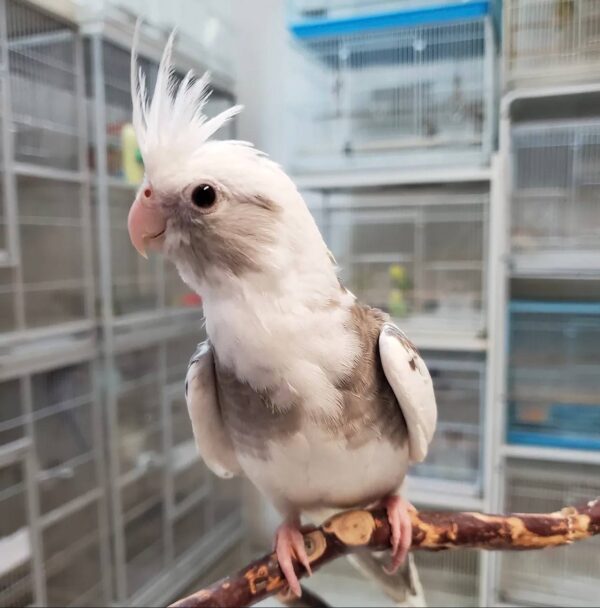 Cockatiel White Face Pearl, Cockatiel White Face Pearl shipping, hand-fed cockatiel, tame Cockatiel White Face Pearl, intelligent cockatiel, premium pet bird, exotic bird care, vaccinated cockatiel, safe shipping parrot, international bird delivery, social parrot companion, cockatiel diet, cockatiel veterinary care, cockatiel adoption, cockatiel raising, cockatiel hand-feeding, cockatiel lifespan, Parrots Exotic Store birds