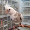 Cockatiel White Face Pearl, Cockatiel White Face Pearl shipping, hand-fed cockatiel, tame Cockatiel White Face Pearl, intelligent cockatiel, premium pet bird, exotic bird care, vaccinated cockatiel, safe shipping parrot, international bird delivery, social parrot companion, cockatiel diet, cockatiel veterinary care, cockatiel adoption, cockatiel raising, cockatiel hand-feeding, cockatiel lifespan, Parrots Exotic Store birds