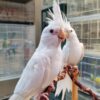 White Albino Cockatiel, White Albino Cockatiel shipping, hand-fed cockatiel, tame White Albino Cockatiel, intelligent cockatiel, premium pet bird, exotic bird care, vaccinated cockatiel, safe shipping parrot, international bird delivery, social parrot companion, cockatiel diet, cockatiel veterinary care, cockatiel adoption, cockatiel raising, cockatiel hand-feeding, cockatiel lifespan, Parrots Exotic Store birds