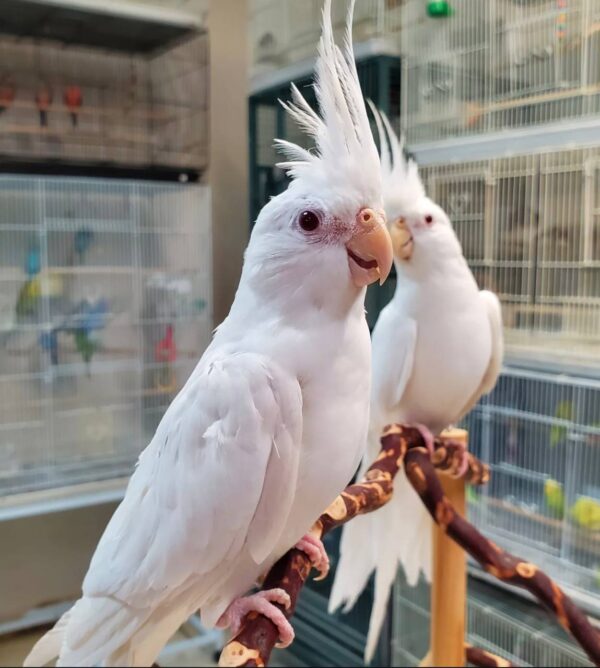 White Albino Cockatiel, White Albino Cockatiel shipping, hand-fed cockatiel, tame White Albino Cockatiel, intelligent cockatiel, premium pet bird, exotic bird care, vaccinated cockatiel, safe shipping parrot, international bird delivery, social parrot companion, cockatiel diet, cockatiel veterinary care, cockatiel adoption, cockatiel raising, cockatiel hand-feeding, cockatiel lifespan, Parrots Exotic Store birds