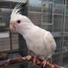 White Albino Cockatiel, White Albino Cockatiel shipping, hand-fed cockatiel, tame White Albino Cockatiel, intelligent cockatiel, premium pet bird, exotic bird care, vaccinated cockatiel, safe shipping parrot, international bird delivery, social parrot companion, cockatiel diet, cockatiel veterinary care, cockatiel adoption, cockatiel raising, cockatiel hand-feeding, cockatiel lifespan, Parrots Exotic Store birds