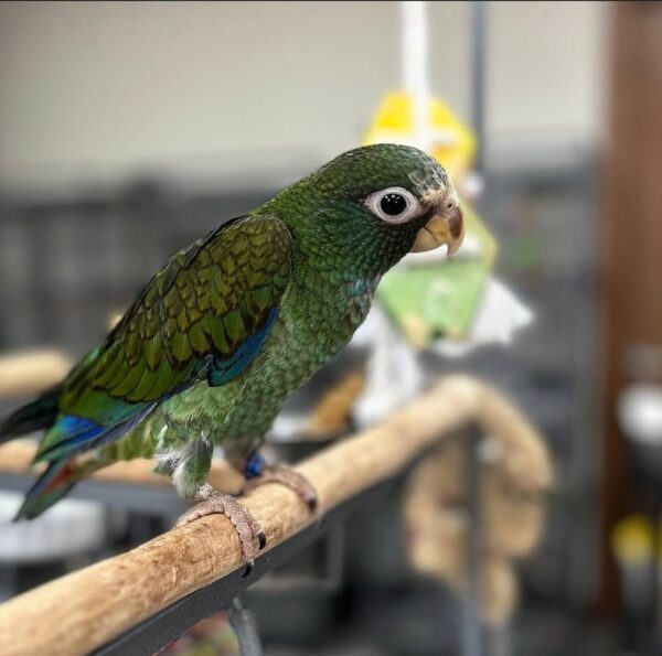 White Capped Pionus Parrot, White Capped Pionus Parrot care, Pionus parrot care guide, hand-fed Pionus parrot, tame Pionus parrot, Pionus parrot diet, Pionus veterinary care, Pionus parrot shipping, exotic parrot adoption, calm companion parrot, intelligent Pionus parrot, The Parrots Exotic Store birds White Capped Pionus Parrot, White Capped Pionus Parrot care, Pionus parrot care guide, hand-fed Pionus parrot, tame Pionus parrot, Pionus parrot diet, Pionus veterinary care, Pionus parrot shipping, exotic parrot adoption, calm companion parrot, intelligent Pionus parrot, The Parrots Exotic Store birds