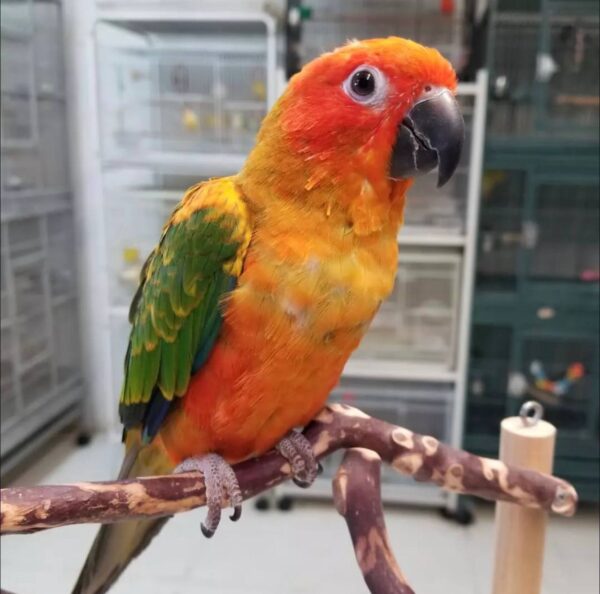 Red Factor Sun Conures, Red Factor Sun Conure for sale, Hand-fed Red Factor Sun Conure, Tame Red Factor Sun Conure, Baby Red Factor Sun Conure, Colorful Sun Conure, Exotic companion parrot, Intelligent small parrot, Playful conure bird, Vaccinated Sun Conure, Social pet parrot, South American conure, Pet conure breeder, Affordable Sun Conure, Domestic parrot shipping, International parrot shipping, Parrot breeder USA, The Parrots Exotic Store, Healthy Red Factor Sun Conure, Trained Sun Conure Red Factor Sun Conures, Red Factor Sun Conure for sale, Hand-fed Red Factor Sun Conure, Tame Red Factor Sun Conure, Baby Red Factor Sun Conure, Colorful Sun Conure, Exotic companion parrot, Intelligent small parrot, Playful conure bird, Vaccinated Sun Conure, Social pet parrot, South American conure, Pet conure breeder, Affordable Sun Conure, Domestic parrot shipping, International parrot shipping, Parrot breeder USA, The Parrots Exotic Store, Healthy Red Factor Sun Conure, Trained Sun Conure