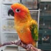 Red Factor Sun Conures, Red Factor Sun Conure for sale, Hand-fed Red Factor Sun Conure, Tame Red Factor Sun Conure, Baby Red Factor Sun Conure, Colorful Sun Conure, Exotic companion parrot, Intelligent small parrot, Playful conure bird, Vaccinated Sun Conure, Social pet parrot, South American conure, Pet conure breeder, Affordable Sun Conure, Domestic parrot shipping, International parrot shipping, Parrot breeder USA, The Parrots Exotic Store, Healthy Red Factor Sun Conure, Trained Sun Conure Red Factor Sun Conures, Red Factor Sun Conure for sale, Hand-fed Red Factor Sun Conure, Tame Red Factor Sun Conure, Baby Red Factor Sun Conure, Colorful Sun Conure, Exotic companion parrot, Intelligent small parrot, Playful conure bird, Vaccinated Sun Conure, Social pet parrot, South American conure, Pet conure breeder, Affordable Sun Conure, Domestic parrot shipping, International parrot shipping, Parrot breeder USA, The Parrots Exotic Store, Healthy Red Factor Sun Conure, Trained Sun Conure