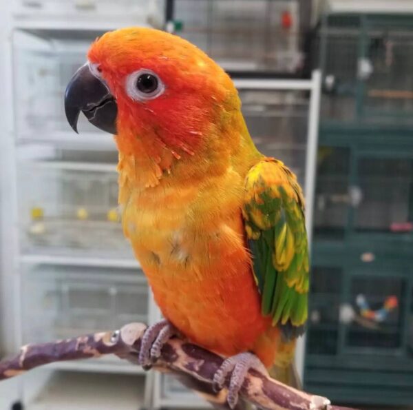 Red Factor Sun Conures, Red Factor Sun Conure for sale, Hand-fed Red Factor Sun Conure, Tame Red Factor Sun Conure, Baby Red Factor Sun Conure, Colorful Sun Conure, Exotic companion parrot, Intelligent small parrot, Playful conure bird, Vaccinated Sun Conure, Social pet parrot, South American conure, Pet conure breeder, Affordable Sun Conure, Domestic parrot shipping, International parrot shipping, Parrot breeder USA, The Parrots Exotic Store, Healthy Red Factor Sun Conure, Trained Sun Conure Red Factor Sun Conures, Red Factor Sun Conure for sale, Hand-fed Red Factor Sun Conure, Tame Red Factor Sun Conure, Baby Red Factor Sun Conure, Colorful Sun Conure, Exotic companion parrot, Intelligent small parrot, Playful conure bird, Vaccinated Sun Conure, Social pet parrot, South American conure, Pet conure breeder, Affordable Sun Conure, Domestic parrot shipping, International parrot shipping, Parrot breeder USA, The Parrots Exotic Store, Healthy Red Factor Sun Conure, Trained Sun Conure