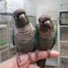 Turquoise Green Cheek Conures, Turquoise Green Cheek Conure for sale, Hand-fed Turquoise Green Cheek Conure, Tame Green Cheek Conure, Baby Turquoise Conure, Turquoise mutation conure, Small companion parrot, Intelligent pet conure, Playful Green Cheek Conure, Vaccinated Green Cheek Conure, Affordable pet parrot, Domestic parrot shipping, International parrot shipping, Exotic parrot breeder, Healthy Green Cheek Conure, Social family parrot, Apartment friendly parrot, The Parrots Exotic Store