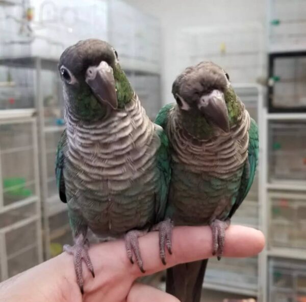 Turquoise Green Cheek Conures, Turquoise Green Cheek Conure for sale, Hand-fed Turquoise Green Cheek Conure, Tame Green Cheek Conure, Baby Turquoise Conure, Turquoise mutation conure, Small companion parrot, Intelligent pet conure, Playful Green Cheek Conure, Vaccinated Green Cheek Conure, Affordable pet parrot, Domestic parrot shipping, International parrot shipping, Exotic parrot breeder, Healthy Green Cheek Conure, Social family parrot, Apartment friendly parrot, The Parrots Exotic Store
