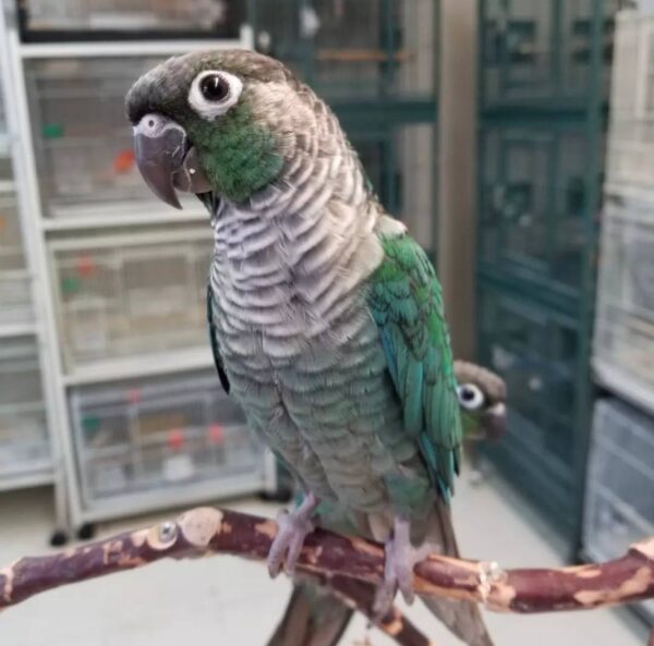 Turquoise Green Cheek Conures, Turquoise Green Cheek Conure for sale, Hand-fed Turquoise Green Cheek Conure, Tame Green Cheek Conure, Baby Turquoise Conure, Turquoise mutation conure, Small companion parrot, Intelligent pet conure, Playful Green Cheek Conure, Vaccinated Green Cheek Conure, Affordable pet parrot, Domestic parrot shipping, International parrot shipping, Exotic parrot breeder, Healthy Green Cheek Conure, Social family parrot, Apartment friendly parrot, The Parrots Exotic Store