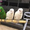 Bare Eyed Cockatoos, hand-fed cockatoo, tame Bare Eyed Cockatoo, intelligent exotic parrot, vaccinated cockatoo, domestic parrot shipping, international parrot shipping, The Parrots Exotic Store