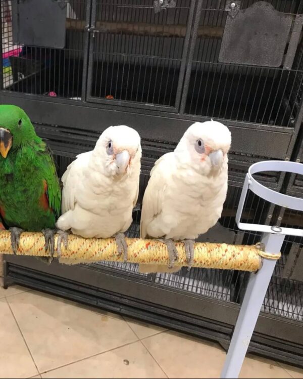Bare Eyed Cockatoos, hand-fed cockatoo, tame Bare Eyed Cockatoo, intelligent exotic parrot, vaccinated cockatoo, domestic parrot shipping, international parrot shipping, The Parrots Exotic Store