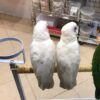 Bare Eyed Cockatoos, hand-fed cockatoo, tame Bare Eyed Cockatoo, intelligent exotic parrot, vaccinated cockatoo, domestic parrot shipping, international parrot shipping, The Parrots Exotic Store