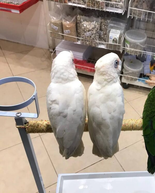 Bare Eyed Cockatoos, hand-fed cockatoo, tame Bare Eyed Cockatoo, intelligent exotic parrot, vaccinated cockatoo, domestic parrot shipping, international parrot shipping, The Parrots Exotic Store