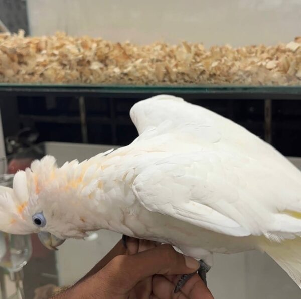 Ducorps Cockatoos, hand-fed cockatoo, tame Ducorps Cockatoo, intelligent exotic parrot, vaccinated cockatoo, domestic parrot shipping, international parrot shipping, The Parrots Exotic Store