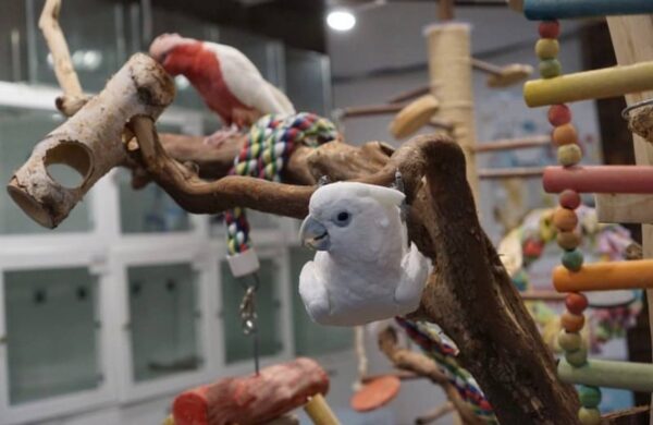 Ducorps Cockatoos, hand-fed cockatoo, tame Ducorps Cockatoo, intelligent exotic parrot, vaccinated cockatoo, domestic parrot shipping, international parrot shipping, The Parrots Exotic Store