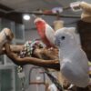 Ducorps Cockatoos, hand-fed cockatoo, tame Ducorps Cockatoo, intelligent exotic parrot, vaccinated cockatoo, domestic parrot shipping, international parrot shipping, The Parrots Exotic Store