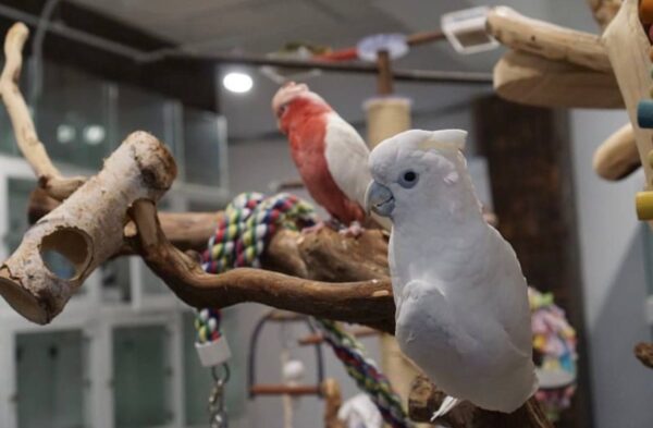 Ducorps Cockatoos, hand-fed cockatoo, tame Ducorps Cockatoo, intelligent exotic parrot, vaccinated cockatoo, domestic parrot shipping, international parrot shipping, The Parrots Exotic Store