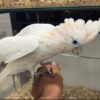 Ducorps Cockatoos, hand-fed cockatoo, tame Ducorps Cockatoo, intelligent exotic parrot, vaccinated cockatoo, domestic parrot shipping, international parrot shipping, The Parrots Exotic Store