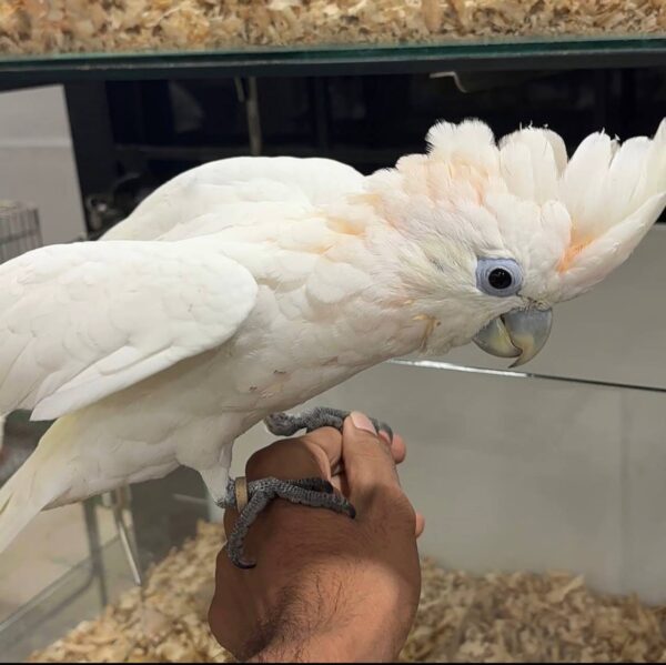 Ducorps Cockatoos, hand-fed cockatoo, tame Ducorps Cockatoo, intelligent exotic parrot, vaccinated cockatoo, domestic parrot shipping, international parrot shipping, The Parrots Exotic Store