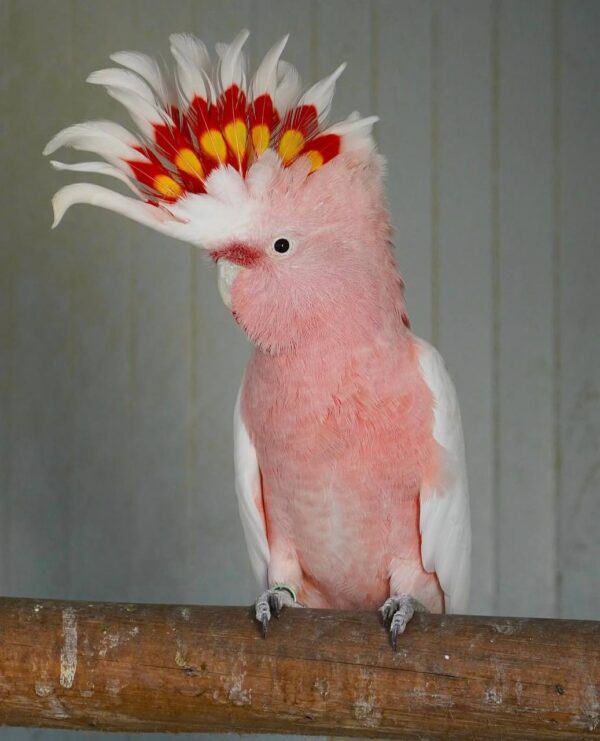 Mitchell’s Cockatoos, hand-fed cockatoo, tame Mitchell’s Cockatoo, intelligent exotic parrot, vaccinated cockatoo, domestic parrot shipping, international parrot shipping, The Parrots Exotic Store