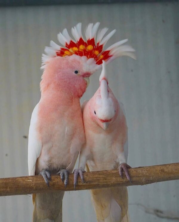 Mitchell’s Cockatoos, hand-fed cockatoo, tame Mitchell’s Cockatoo, intelligent exotic parrot, vaccinated cockatoo, domestic parrot shipping, international parrot shipping, The Parrots Exotic Store
