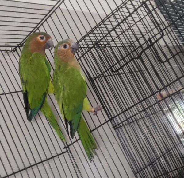 Brown Throated Conures, hand-fed conure, tame brown throated conure, playful exotic parrot, vaccinated conure, domestic parrot shipping, international parrot shipping, The Parrots Exotic Store