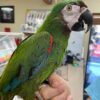 Severe Macaws, hand-fed macaw, tame Severe Macaw, intelligent exotic parrot, vaccinated macaw, domestic parrot shipping, international parrot shipping, The Parrots Exotic Store