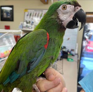 Severe Macaws, hand-fed macaw, tame Severe Macaw, intelligent exotic parrot, vaccinated macaw, domestic parrot shipping, international parrot shipping, The Parrots Exotic Store