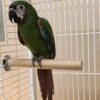 Severe Macaws, hand-fed macaw, tame Severe Macaw, intelligent exotic parrot, vaccinated macaw, domestic parrot shipping, international parrot shipping, The Parrots Exotic Store