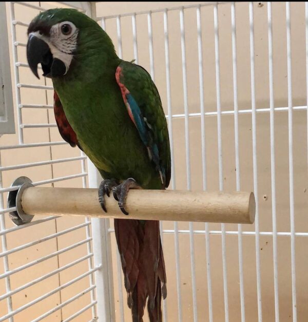 Severe Macaws, hand-fed macaw, tame Severe Macaw, intelligent exotic parrot, vaccinated macaw, domestic parrot shipping, international parrot shipping, The Parrots Exotic Store