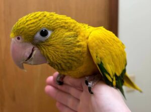 Golden Conures, hand-fed conure, tame Golden Conure, rare exotic parrot, vaccinated conure, domestic parrot shipping, international parrot shipping, The Parrots Exotic Store