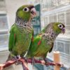 Black Capped Conures, hand-fed conure, tame Black Capped Conure, intelligent exotic parrot, vaccinated conure, domestic parrot shipping, international parrot shipping, The Parrots Exotic Store