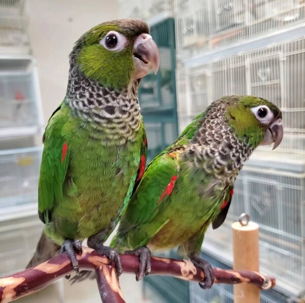 Black Capped Conures, hand-fed conure, tame Black Capped Conure, intelligent exotic parrot, vaccinated conure, domestic parrot shipping, international parrot shipping, The Parrots Exotic Store