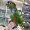 Black Capped Conures, hand-fed conure, tame Black Capped Conure, intelligent exotic parrot, vaccinated conure, domestic parrot shipping, international parrot shipping, The Parrots Exotic Store