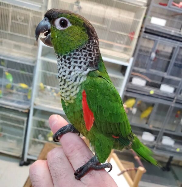 Black Capped Conures, hand-fed conure, tame Black Capped Conure, intelligent exotic parrot, vaccinated conure, domestic parrot shipping, international parrot shipping, The Parrots Exotic Store