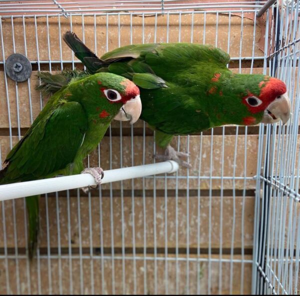 Cherry Headed Conures, hand-fed conure, tame Cherry Headed Conure, intelligent exotic parrot, vaccinated conure, domestic parrot shipping, international parrot shipping, The Parrots Exotic Store Cherry Headed Conures, hand-fed conure, tame Cherry Headed Conure, intelligent exotic parrot, vaccinated conure, domestic parrot shipping, international parrot shipping, The Parrots Exotic Store