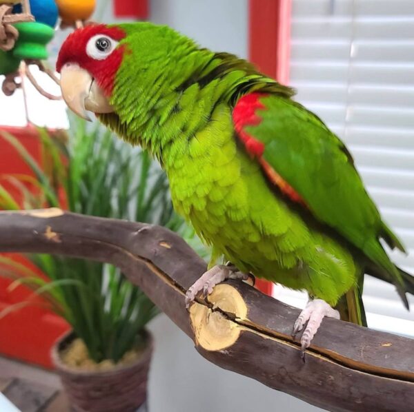 Cherry Headed Conures, hand-fed conure, tame Cherry Headed Conure, intelligent exotic parrot, vaccinated conure, domestic parrot shipping, international parrot shipping, The Parrots Exotic Store Cherry Headed Conures, hand-fed conure, tame Cherry Headed Conure, intelligent exotic parrot, vaccinated conure, domestic parrot shipping, international parrot shipping, The Parrots Exotic Store