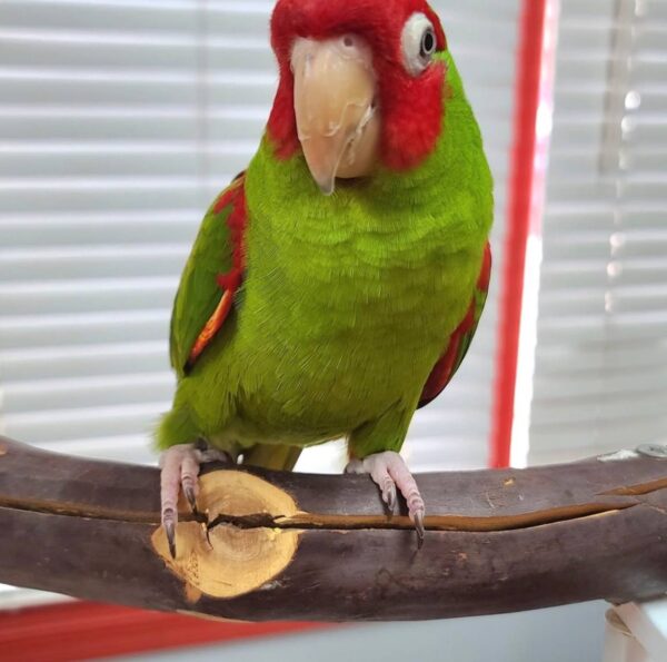 Cherry Headed Conures, hand-fed conure, tame Cherry Headed Conure, intelligent exotic parrot, vaccinated conure, domestic parrot shipping, international parrot shipping, The Parrots Exotic Store Cherry Headed Conures, hand-fed conure, tame Cherry Headed Conure, intelligent exotic parrot, vaccinated conure, domestic parrot shipping, international parrot shipping, The Parrots Exotic Store