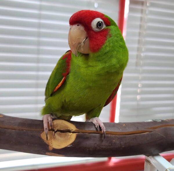 Cherry Headed Conures, hand-fed conure, tame Cherry Headed Conure, intelligent exotic parrot, vaccinated conure, domestic parrot shipping, international parrot shipping, The Parrots Exotic Store Cherry Headed Conures, hand-fed conure, tame Cherry Headed Conure, intelligent exotic parrot, vaccinated conure, domestic parrot shipping, international parrot shipping, The Parrots Exotic Store