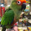Gold Capped Conures, hand-fed conure, tame Gold Capped Conure, intelligent exotic parrot, vaccinated conure, domestic parrot shipping, international parrot shipping, The Parrots Exotic Store