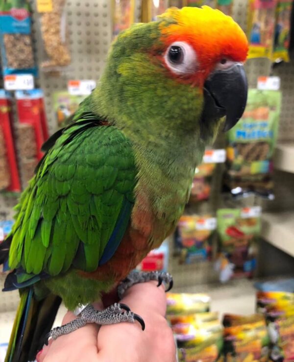 Gold Capped Conures, hand-fed conure, tame Gold Capped Conure, intelligent exotic parrot, vaccinated conure, domestic parrot shipping, international parrot shipping, The Parrots Exotic Store