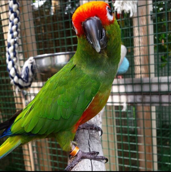 Gold Capped Conures, hand-fed conure, tame Gold Capped Conure, intelligent exotic parrot, vaccinated conure, domestic parrot shipping, international parrot shipping, The Parrots Exotic Store