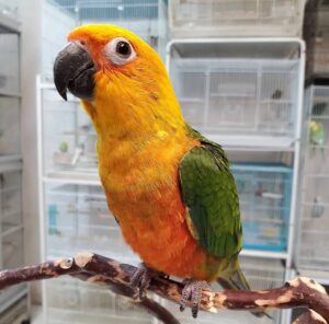 Jenday Conures, hand-fed conure, tame Jenday Conure, intelligent exotic parrot, vaccinated conure, domestic parrot shipping, international parrot shipping, The Parrots Exotic Store
