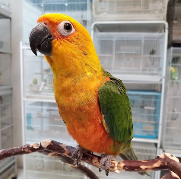 Jenday Conures, hand-fed conure, tame Jenday Conure, intelligent exotic parrot, vaccinated conure, domestic parrot shipping, international parrot shipping, The Parrots Exotic Store