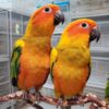 Jenday Conures, hand-fed conure, tame Jenday Conure, intelligent exotic parrot, vaccinated conure, domestic parrot shipping, international parrot shipping, The Parrots Exotic Store