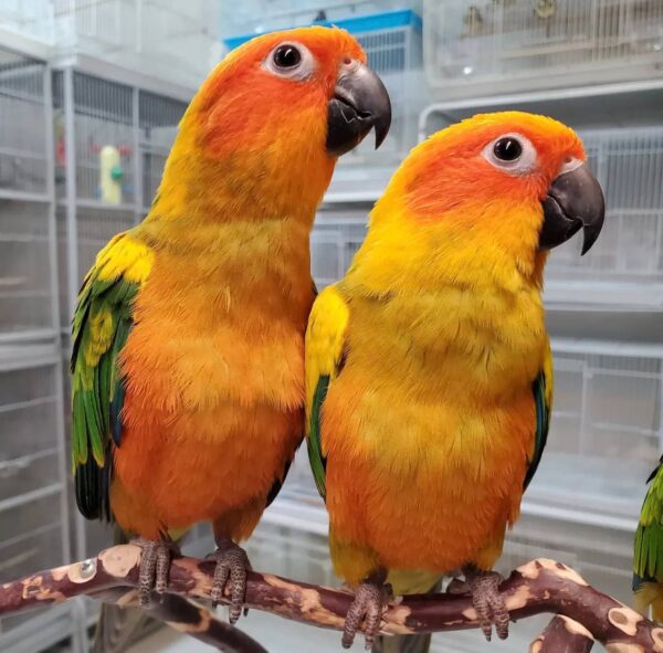 Jenday Conures, hand-fed conure, tame Jenday Conure, intelligent exotic parrot, vaccinated conure, domestic parrot shipping, international parrot shipping, The Parrots Exotic Store